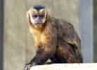 動物図鑑・フサオマキザルの写真 12